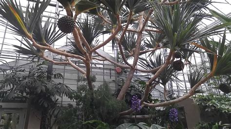 Montreal Botanical Garden Greenhouse - July 2016 - Part 2 - Tropicals ...