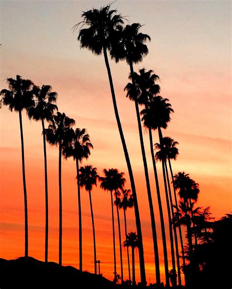 Palm Trees and Sunset Photography in LA, California. Los Angeles Palm ...