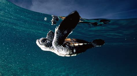 Wonderful Sea Turtle Backgrounds. | Cuccioli di tartarughe, Fotografia ...