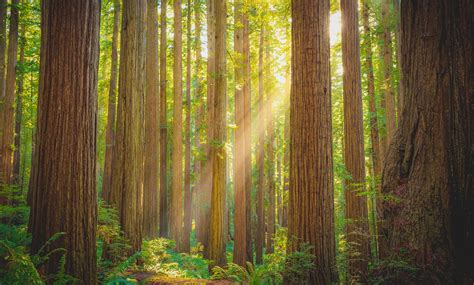 The Boy Scout Trail at Jedediah Smith Redwoods State Park - Visit Del ...