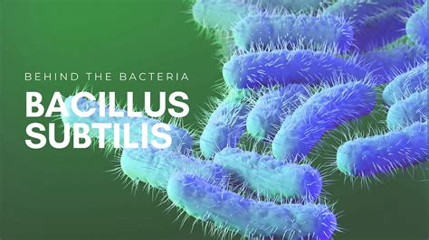 Bacillus Subtilis