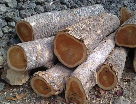 Kayu 6 jenis kayu yang sering digunakan untuk industri mebel | Jasa ...