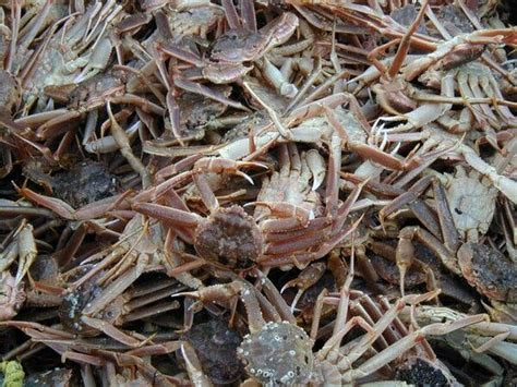 Alaska’s snow crab population drops by billions (90%) in three years so ...