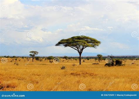 African Savannah Summer Wild Safari Tanzania Rwanda Botswana Kenya ...