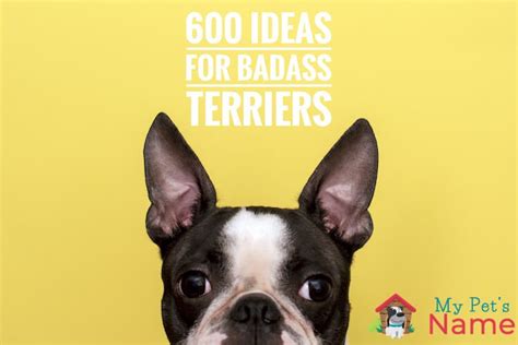 Boston Terrier Names: 600 Ideas For Badass Terriers | My Pet's Name