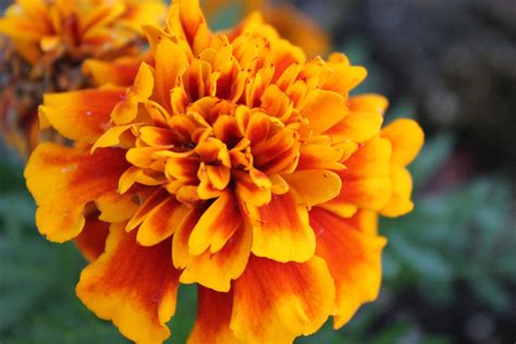 Feature Plant Friday - Celebrating El Día de los Muertos with Marigolds ...