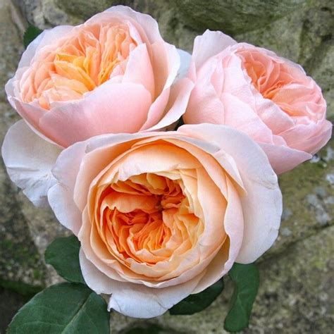 Juliet Rose | Juliet garden rose, Beautiful flowers, Hybrid tea roses