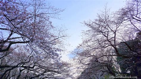 Cherry Blossom Viewing in Ueno Park, Tokyo, Japan