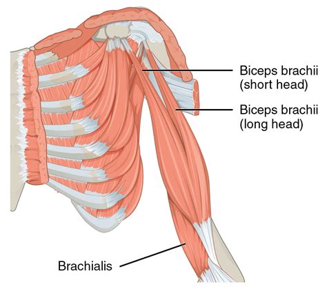 Bicipite - Biceps - abcdef.wiki