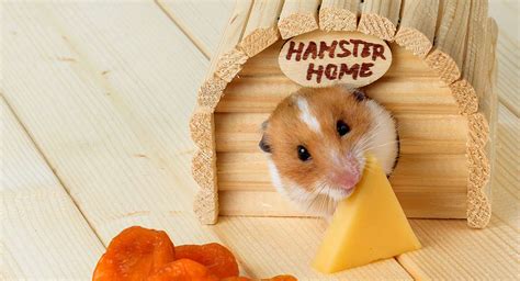 Can Hamsters Eat Cheese?