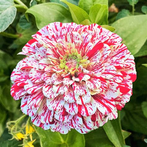 Peppermint Stick Zinnia Seeds Candy Cane Zinnia Elegans Striped Giant ...