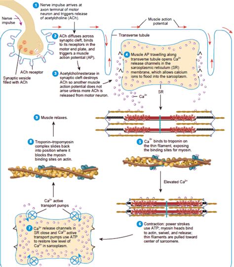 What happens in muscle i.e in myosin and myofibril during contraction ...