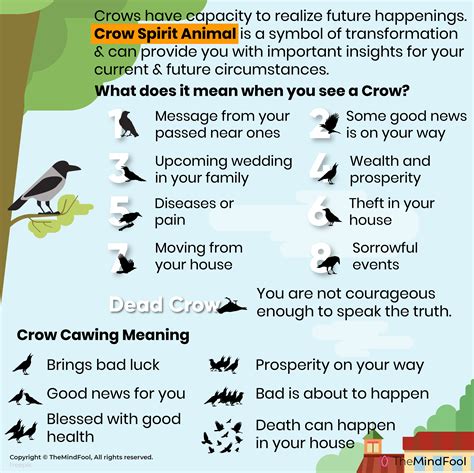 Crow Symbolism & Meaning – A Complete Guide | Crow spirit animal, Crow ...