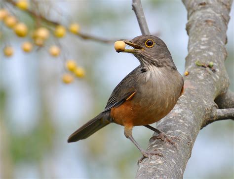 Sabiá-Laranjeira: Saiba mais sobre o animal símbolo do Brasil ...