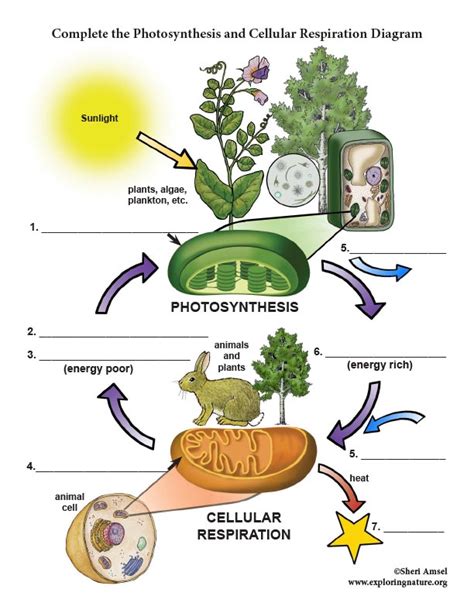 Cellular Respiration Diagram And Labels