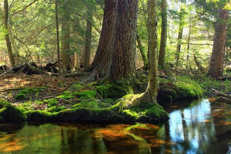 Free picture: swamp, landscape, leaf, tree, wood, wetland, land, nature