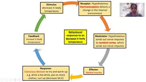 Negative feedback loop homeostasis - tonbos