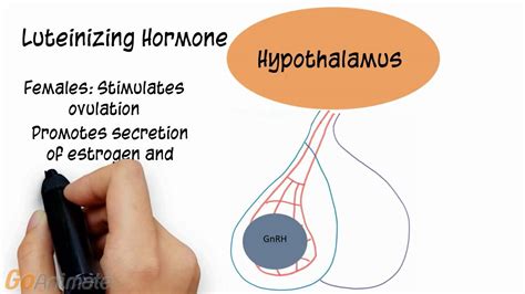 Endocrine System: Follicle Stimulating Hormone, Luteinizing Hormone ...