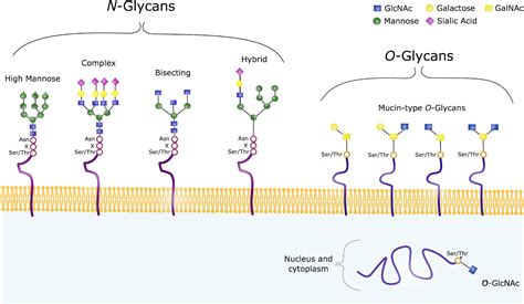 Frontiers | Implications of Glycosylation in Alzheimer’s Disease