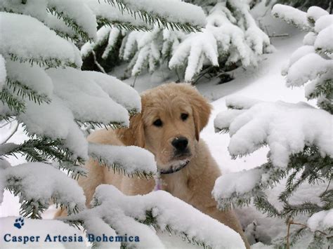 Winter Puppies Wallpapers - Wallpaper Cave