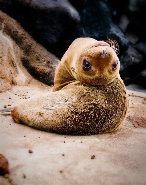 Sea Lion pup | This Galapagos sea lion pup was very friendly… | Flickr