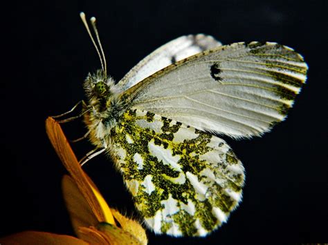 Female orange tip butterfly. | female orange tip butterfly r… | Flickr