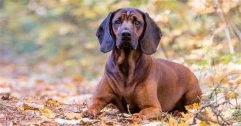 Bavarian Mountain Hound Dog Breed Complete Guide | AZ Animals