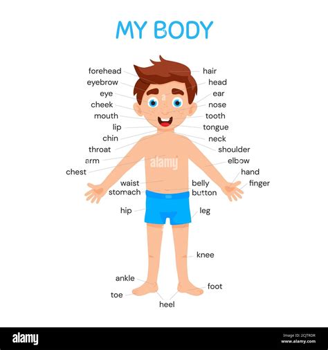 Human Body Parts Poster For Kids