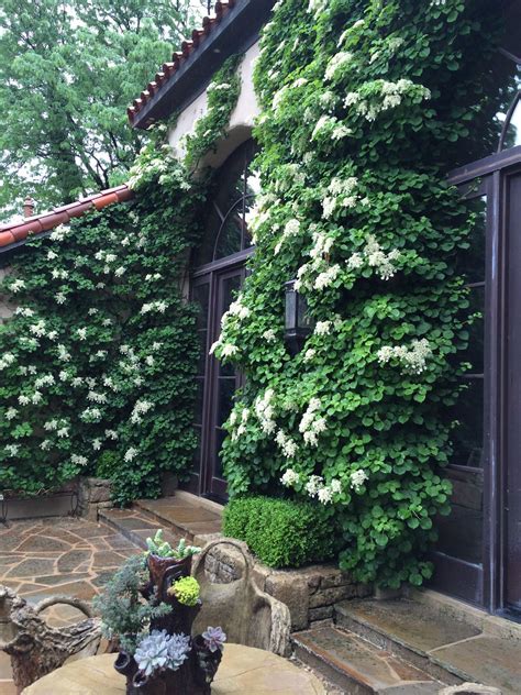 welcome-blog-post-002 Climbing Hydrangea Vine, Evergreen Climbing, Wall ...