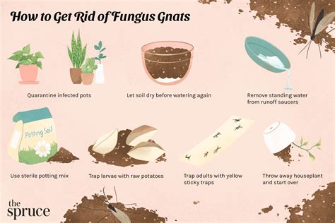 Fungus Gnats Larvae