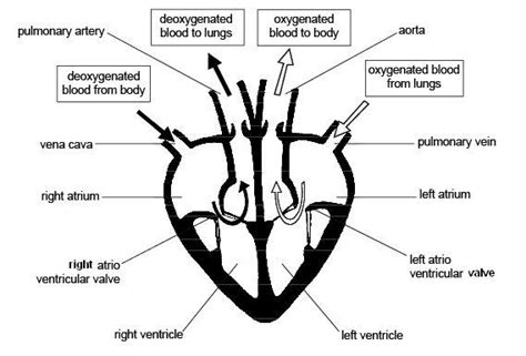 pacemaker | PMG Biology