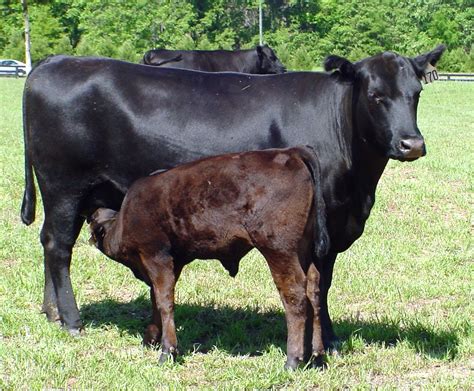 Beef Cattle | Panhandle Agriculture