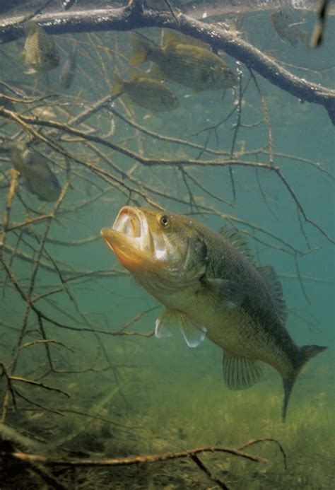 Underwater Photos: How Bass Eat | Outdoor Life | Bass fishing, Fish ...