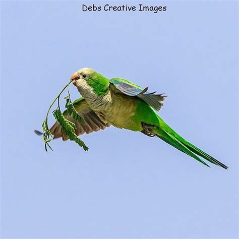 Monk parakeet with nesting material. 4/17/18 #parakeet #monkparakeet # ...