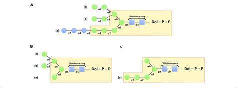 | Schemes depicting the structure of the dolichol pyrophosphate ...