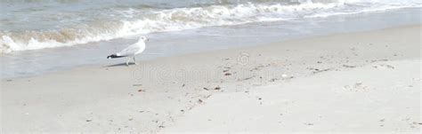 Sea gull on Florida beach stock photo. Image of beachy - 91145072