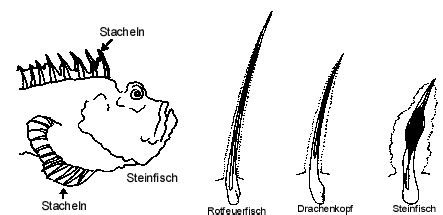 Stonefish Spines