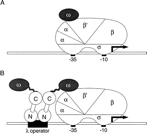 Conversion of the ω subunit of Escherichia coli RNA polymerase into a ...