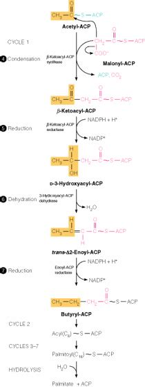 Fatty Acid Synthesis: Activation, Steps and Control