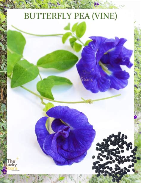 Buy 50 Butterfly Pea Flower - HOA Dau Biec - Blue Butterfly Pea Vine ...