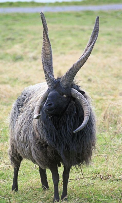 Racka Schaap | ZeelandNet Foto