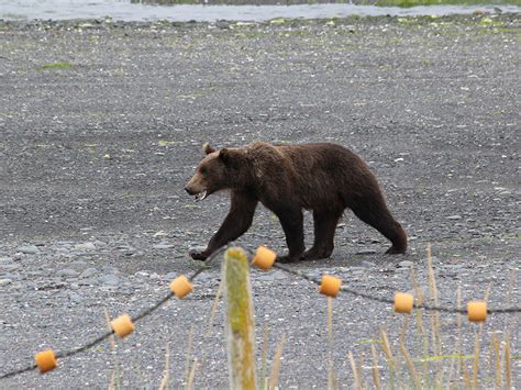 Kodiak Bear Viewing | Larsen Bay Lodge