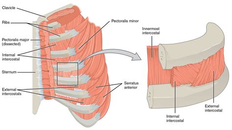 Axial Muscles of the Abdominal Wall, and Thorax · Anatomy and Physiology