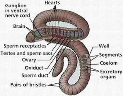 Annelida - Skeletal System