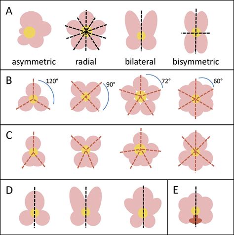 Symmetry in diverse flower shapes. (A) Asymmetrical flowers have no ...