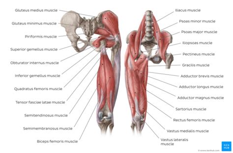 Groin Muscle Anatomy