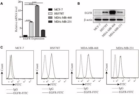 EGFR-specific CAR-T cells trigger cell lysis in EGFR-positive TNBC | Aging