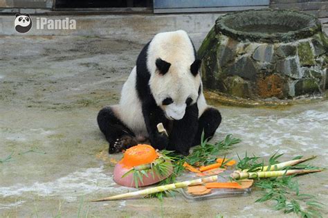 World's Oldest Male Panda 'Pan Pan' With Over 130 Descendants Dies Of ...