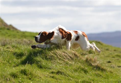 Irish Red and White Setter | Sporting Dogs