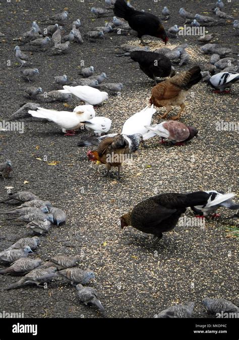 Birds eating bird seed Stock Photo - Alamy